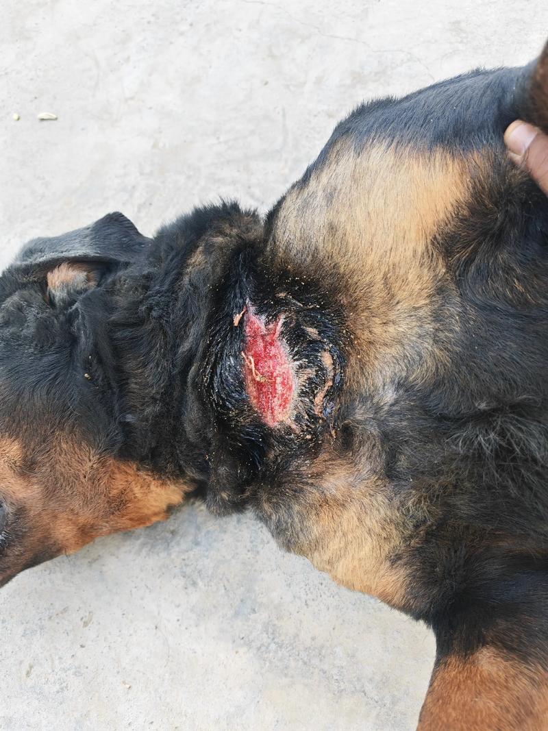 快手普拉达哈士奇生病