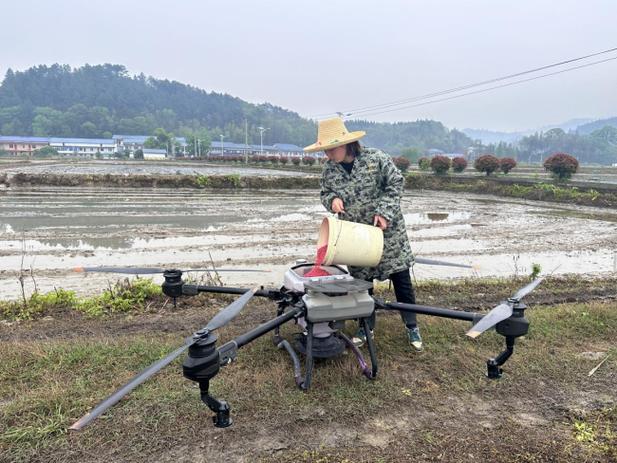江西早稻直播栽培技术