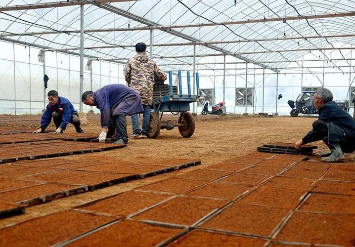 江西早稻直播栽培技术