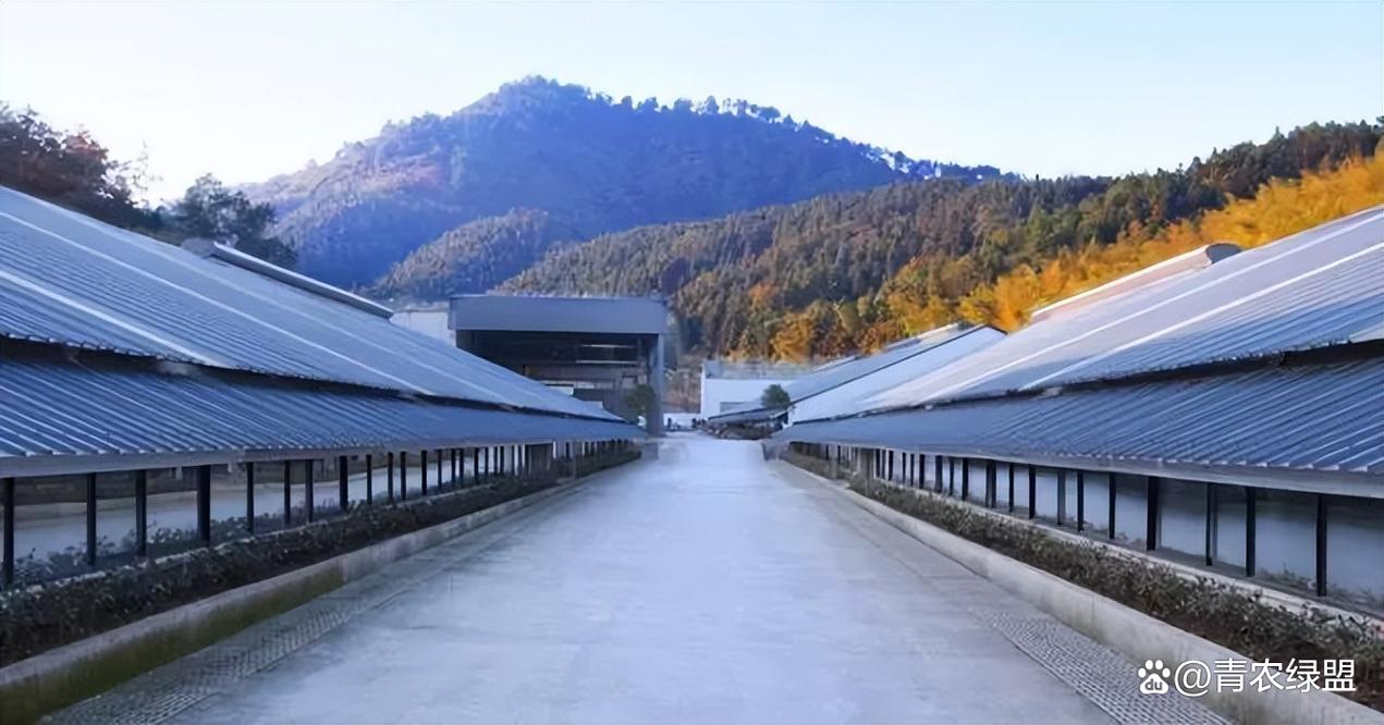 网易味央猪场直播视频