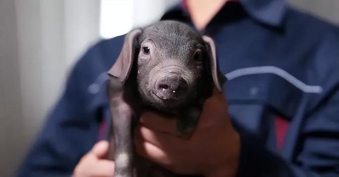 网易味央猪场直播视频