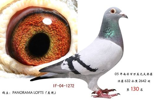 朔州天羽家园赛事直播