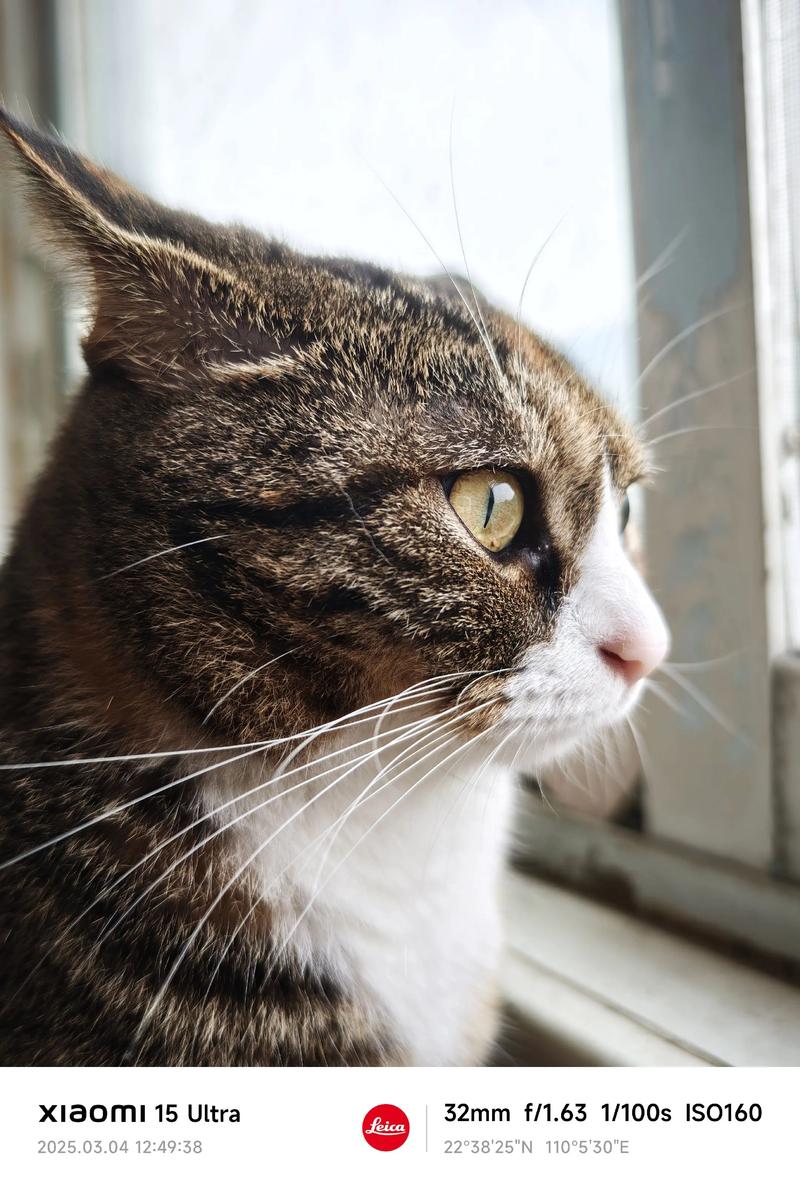 今日抖音最火的小猫图片