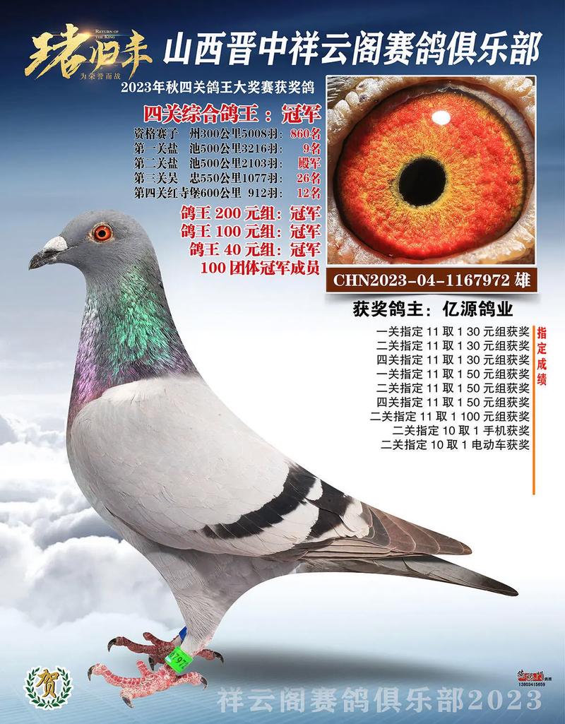 遂宁火车头赛鸽直播网