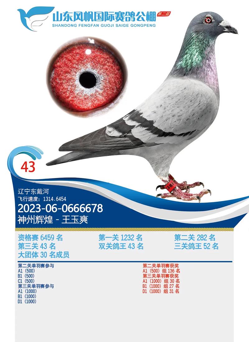 遂宁火车头赛鸽直播网