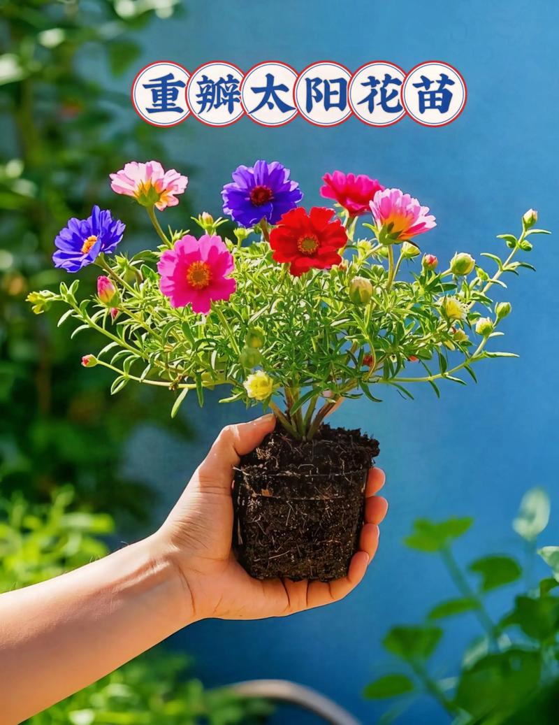 抖音太阳花什么牌子最好