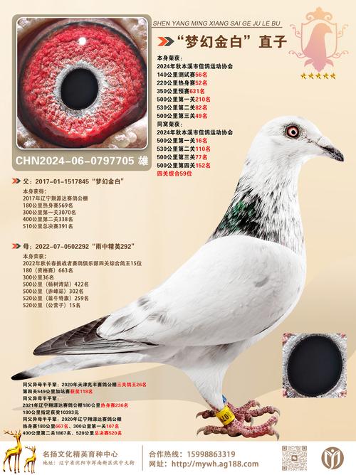 中国信鸽网赛事直播2