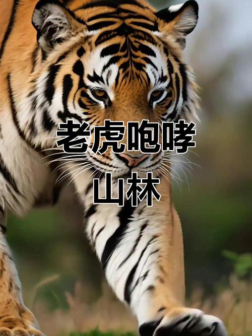 抖音恶搞图片虎啸山林图