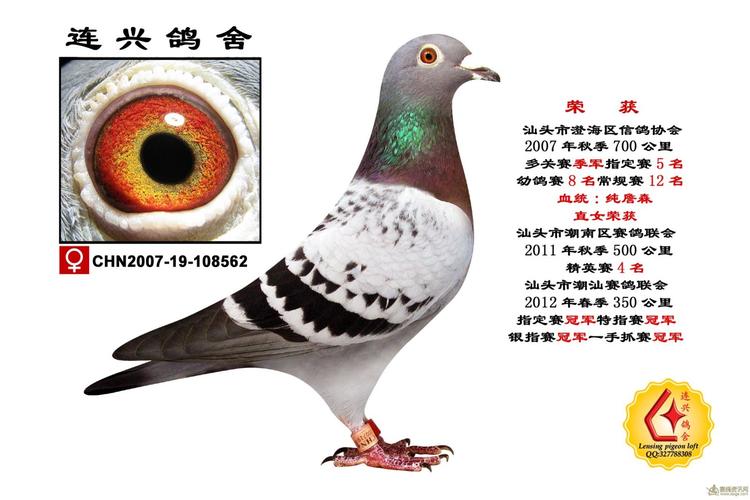 六盘水信鸽协会事直播