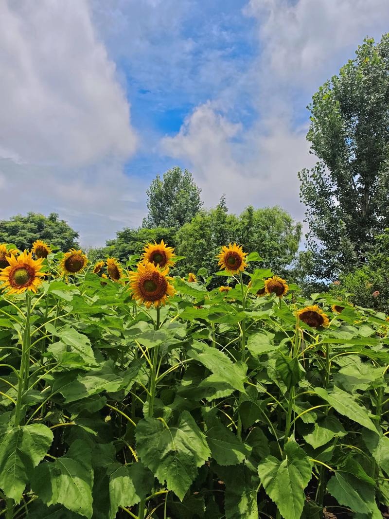妖娆太阳花time抖音