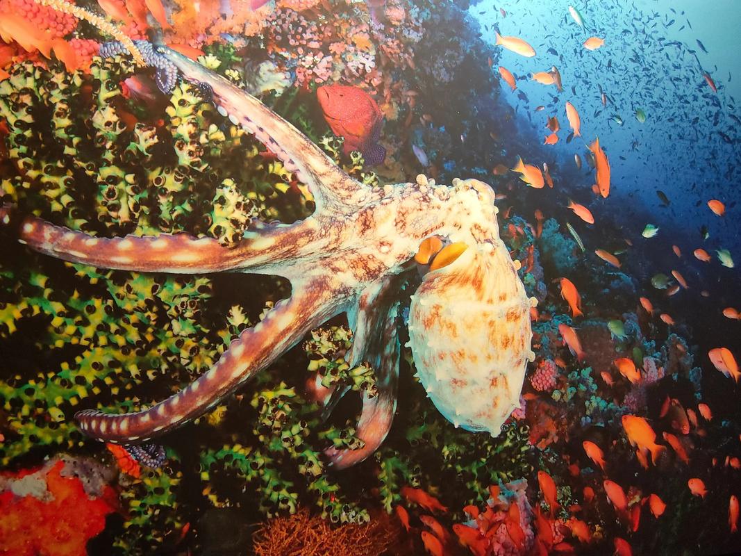 深海(生物室)抖音俄语