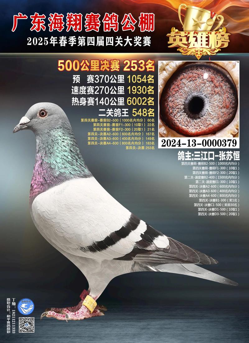 重庆市永川区赛鸽直播