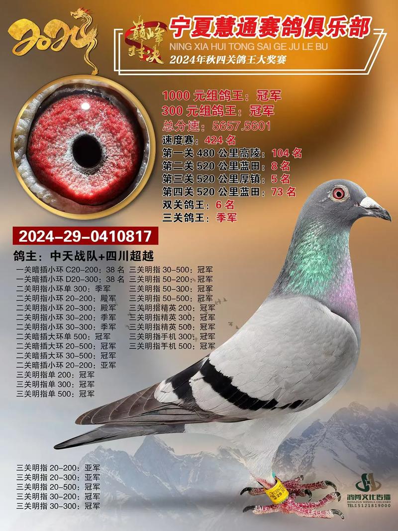 四川宜宾信鸽赛事直播