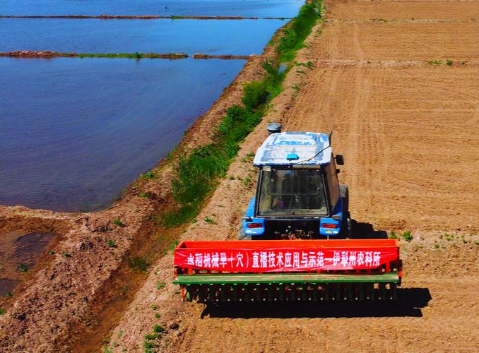 建三江旱直播水稻视频