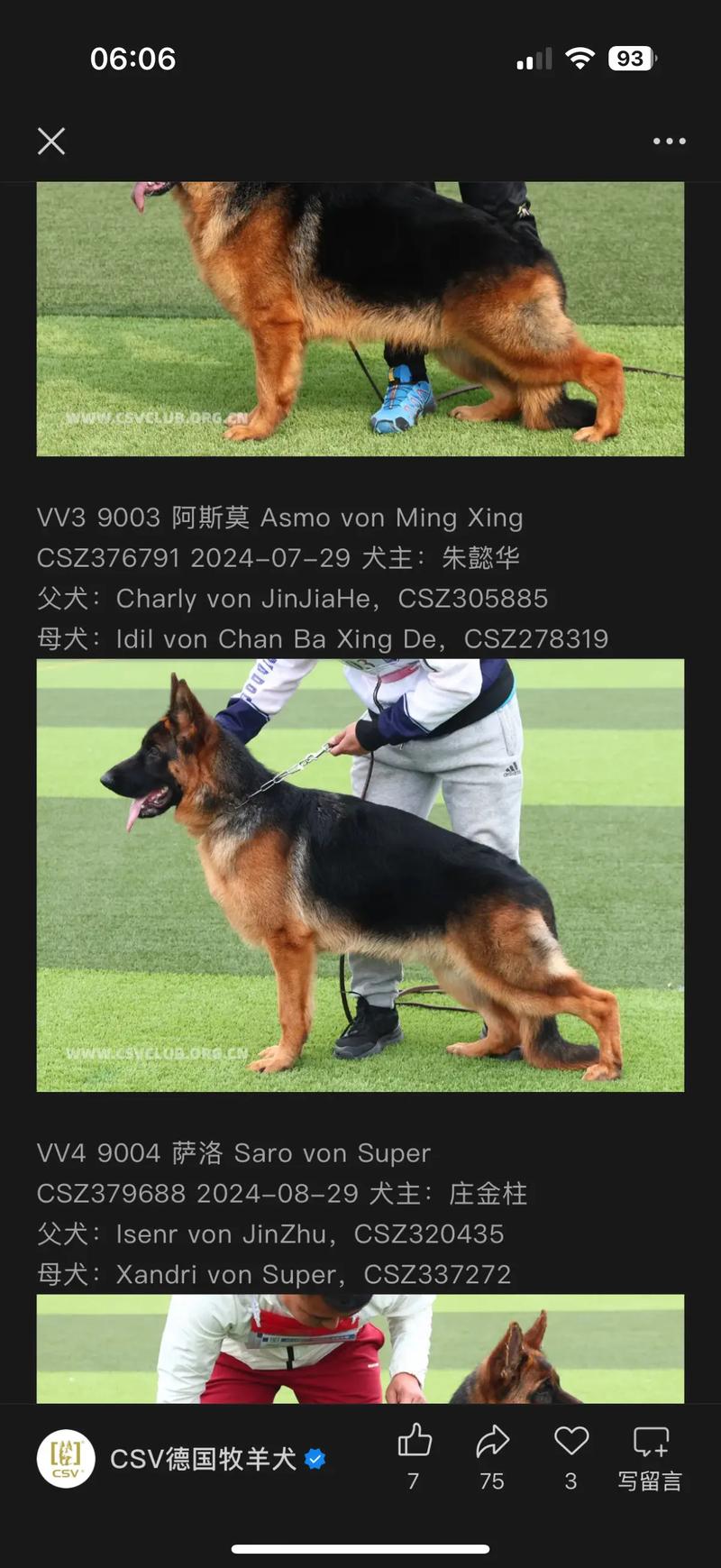 德牧比赛赛级视频直播