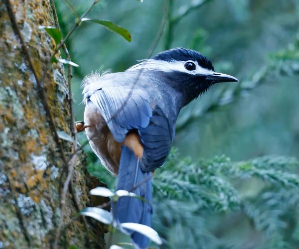 白画眉鸟打斗视频直播