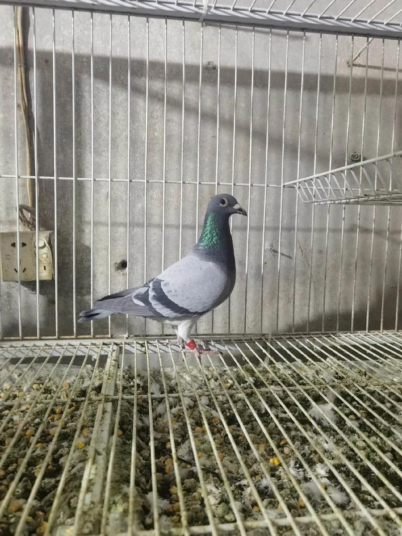 汕头鹏翔赛鸽成绩直播