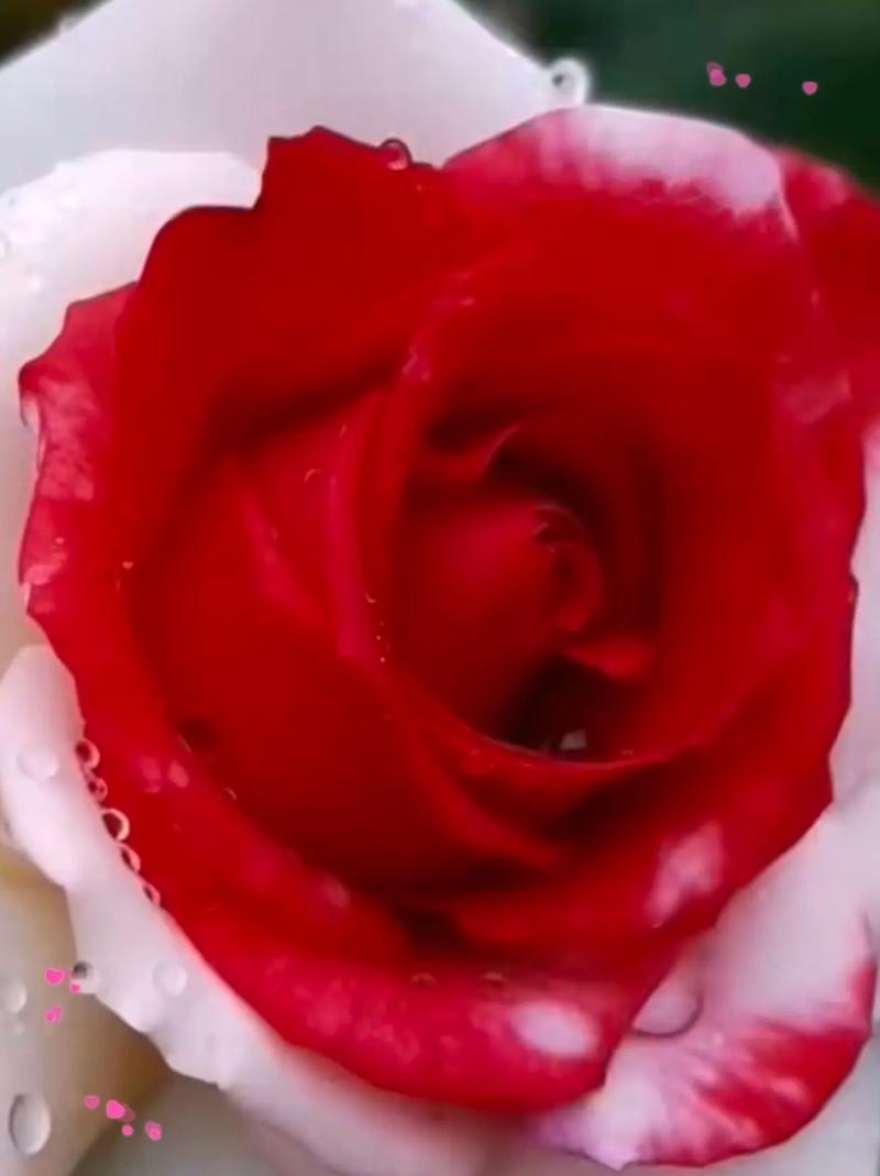 抖音两面颜色的怎么弄