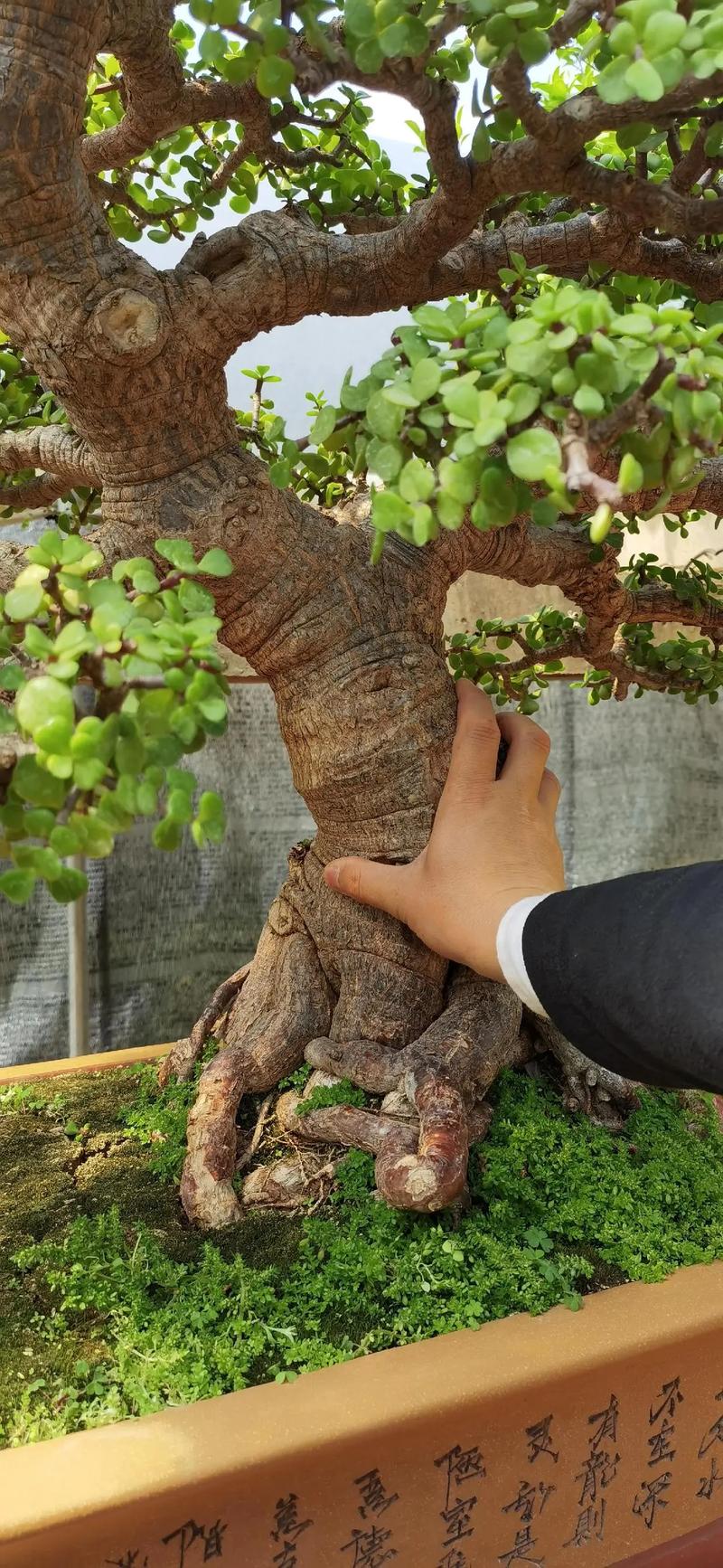 金枝玉叶修剪视频直播