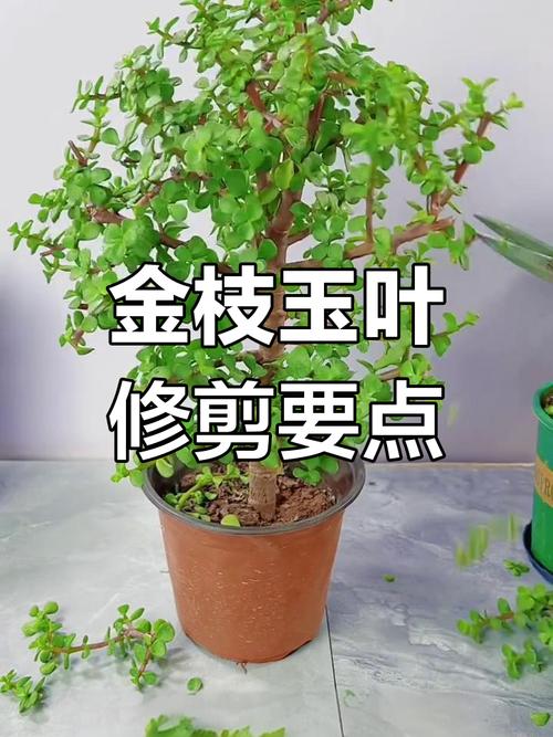 金枝玉叶修剪视频直播