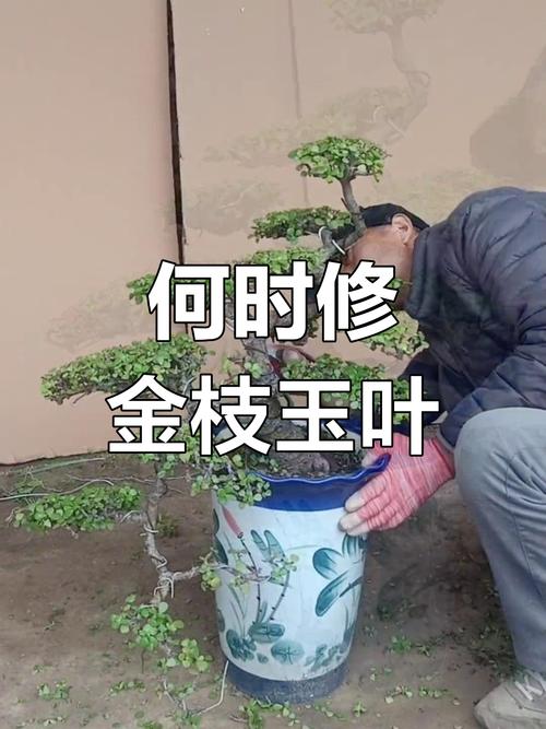 金枝玉叶修剪视频直播