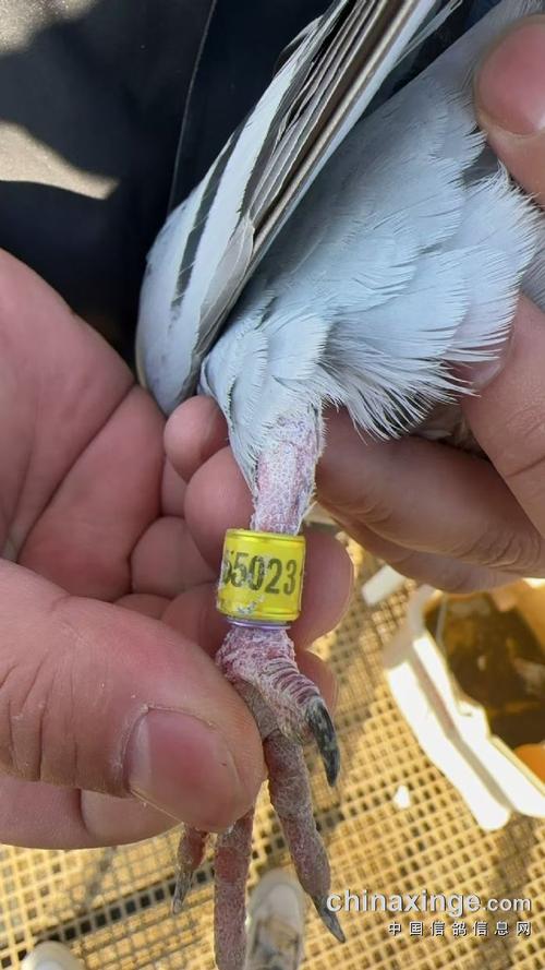 宜宾联盟赛鸽现场直播