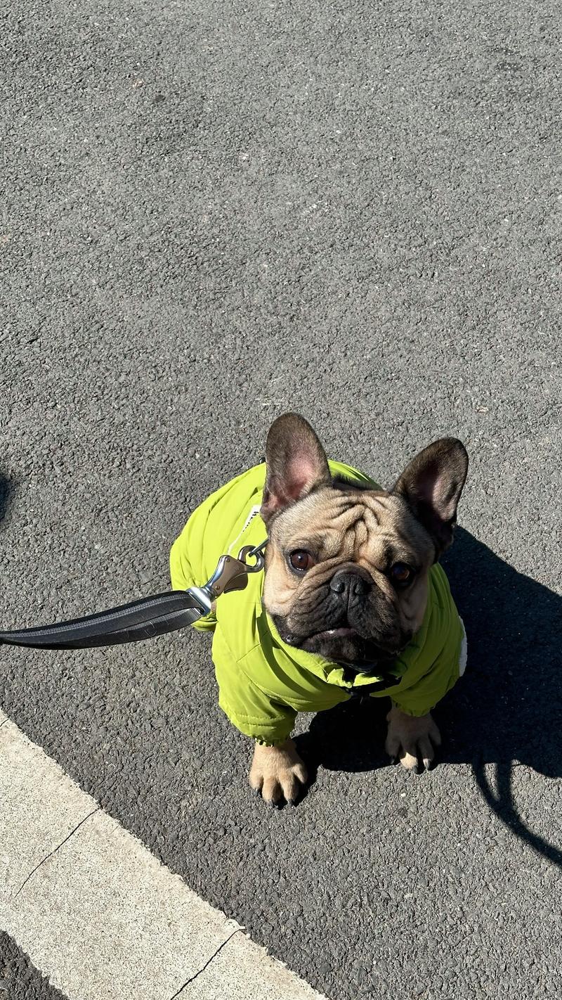 法斗地垫圆形抖音同款