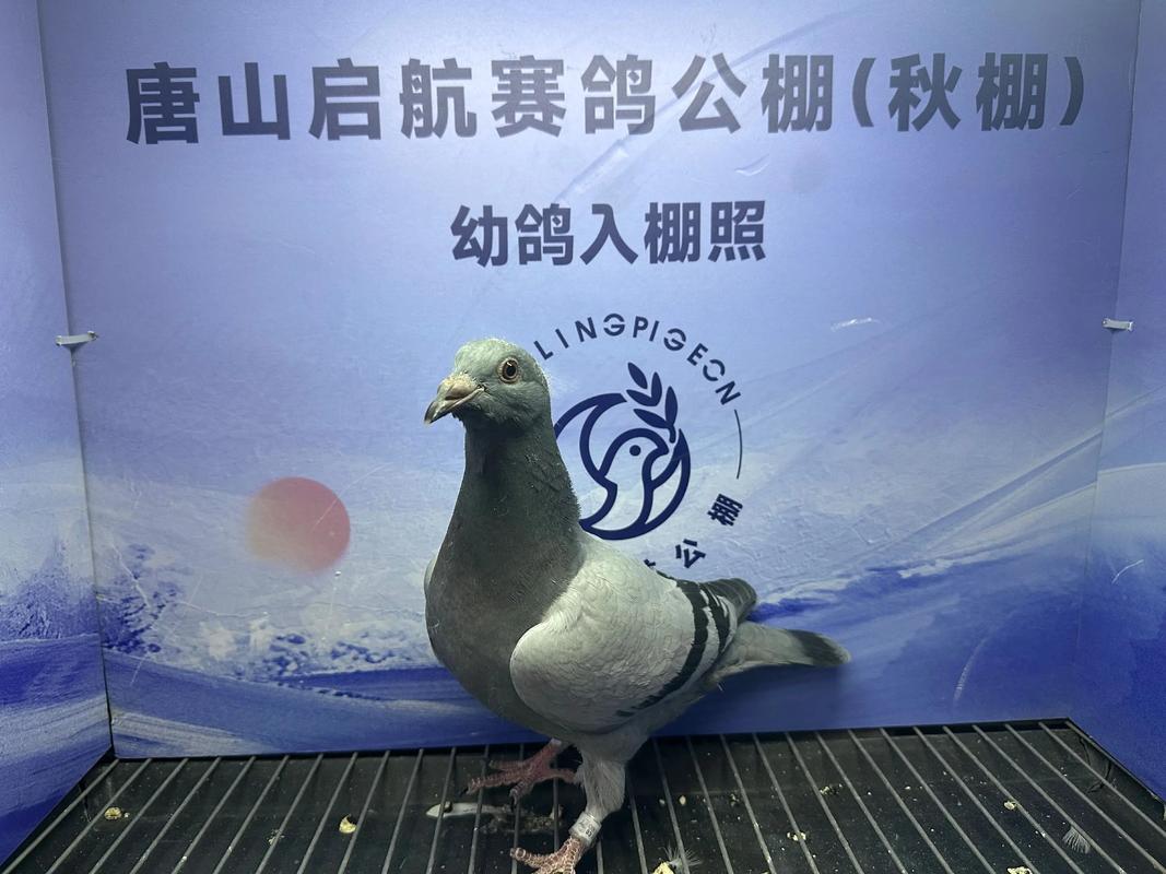 杭州安捷赛事在线直播