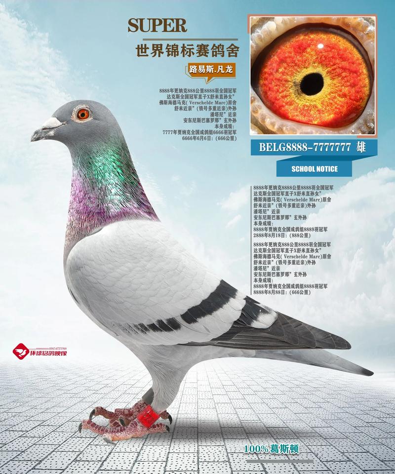 杭州安捷赛事在线直播