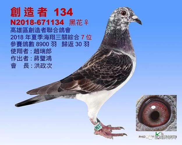 高雄区信鸽协会赛直播