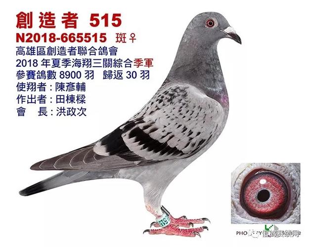 高雄区信鸽协会赛直播