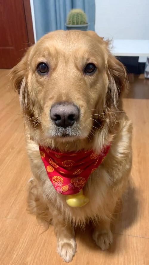 快手小狗教学视频下载