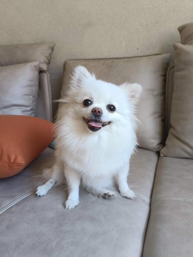 快手小狗教学视频下载