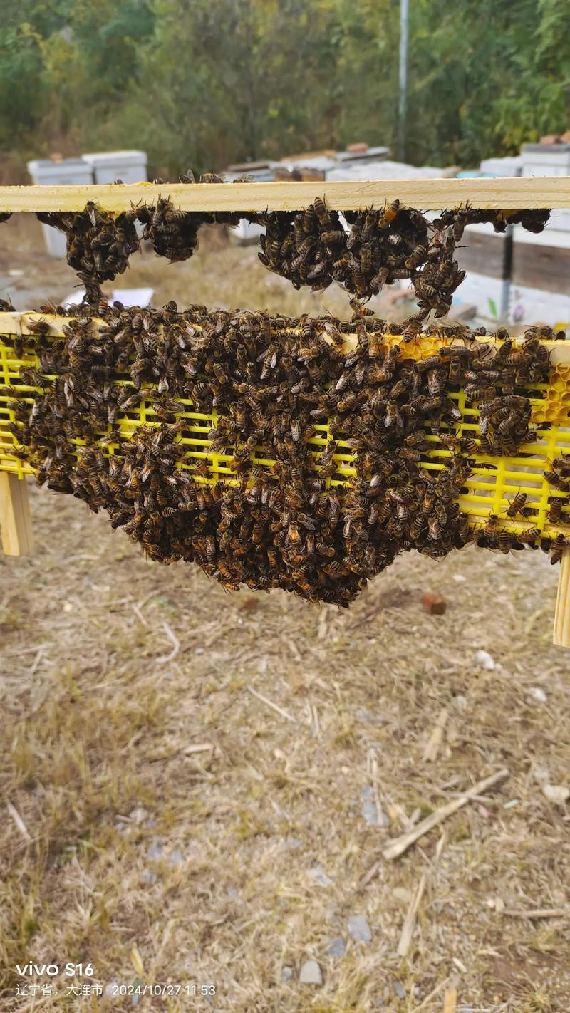 蜜蜂人工育王视频直播