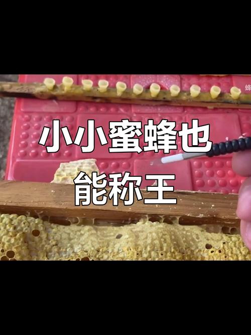 蜜蜂人工育王视频直播