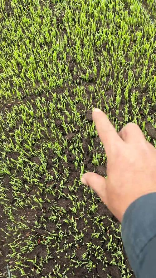 水稻苗床管理视频直播