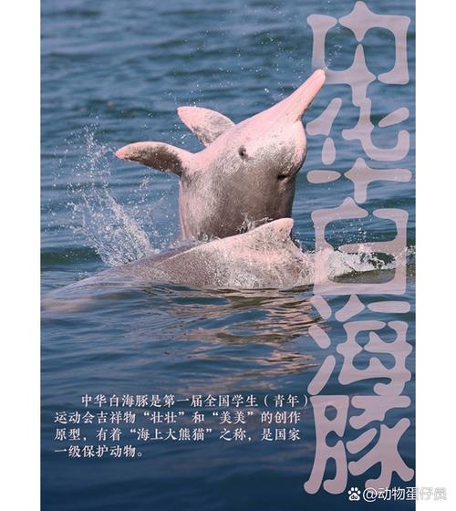 动物园里有小海豚抖音