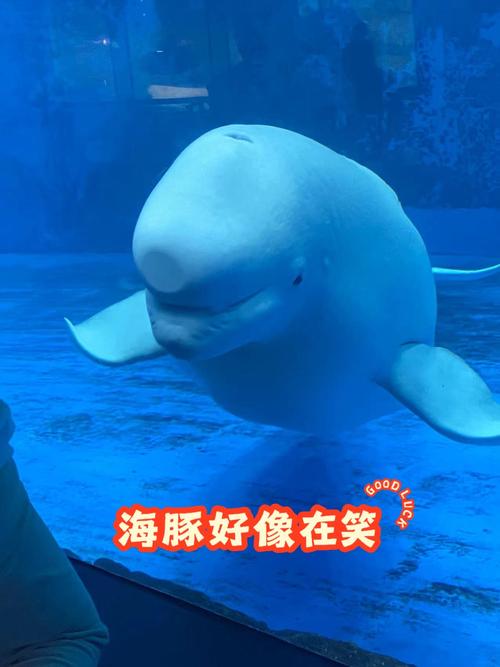 动物园里有小海豚抖音