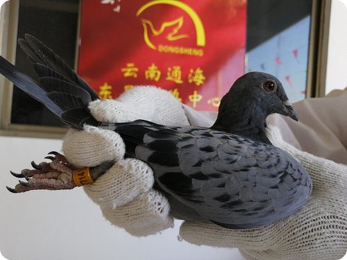 通海信鸽协会赛事直播