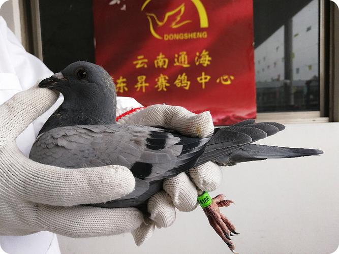 通海信鸽协会赛事直播