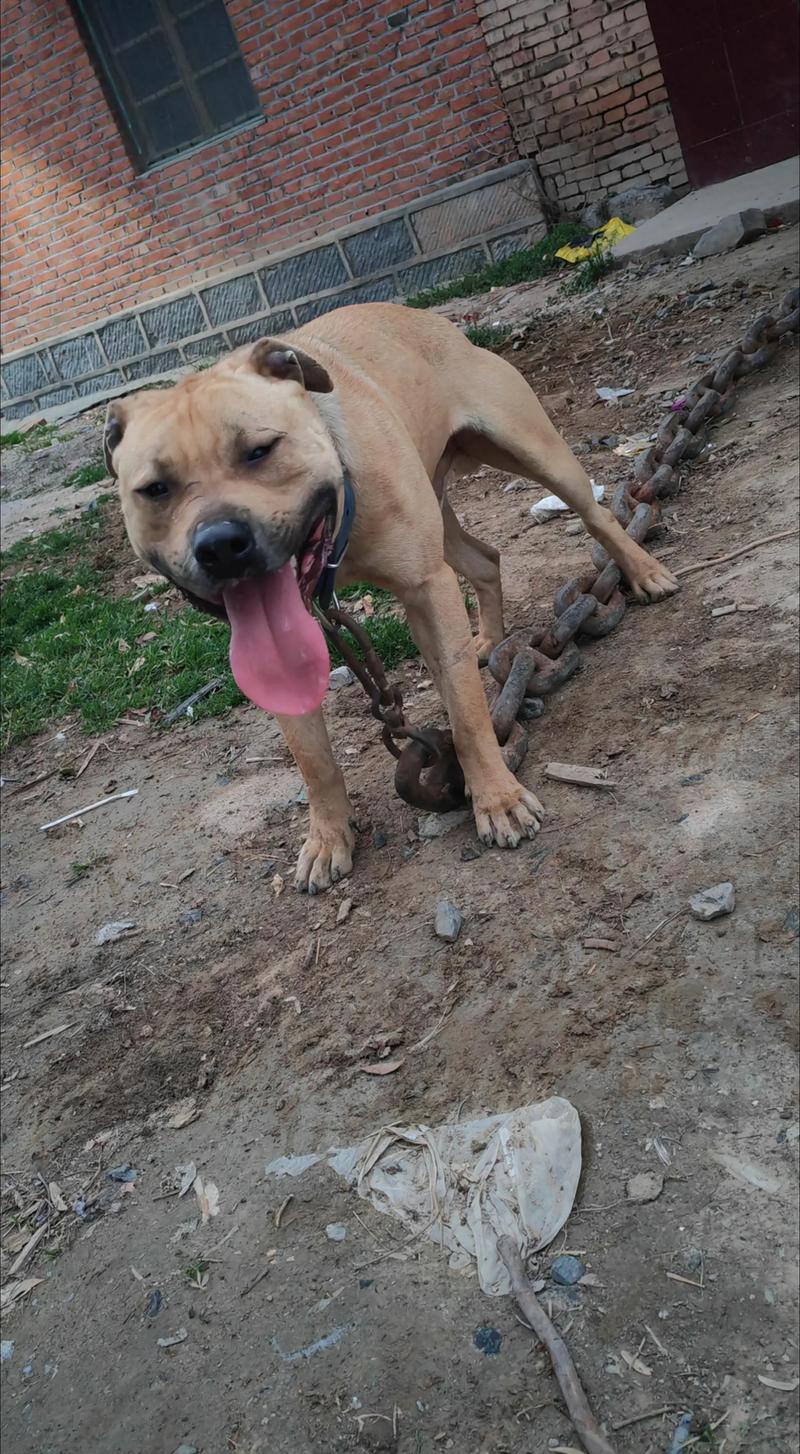 马犬比特打架视频直播