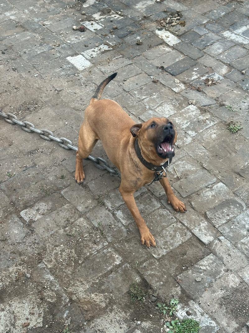 马犬比特打架视频直播