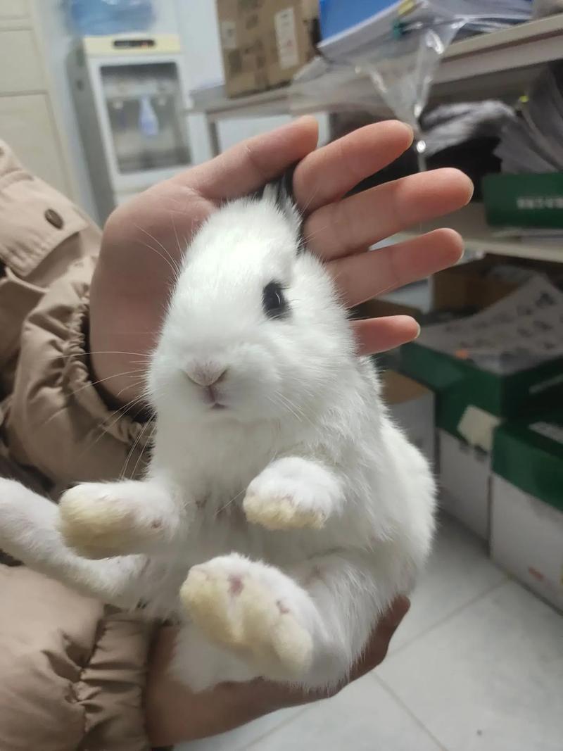 抖音上一只长耳朵兔子