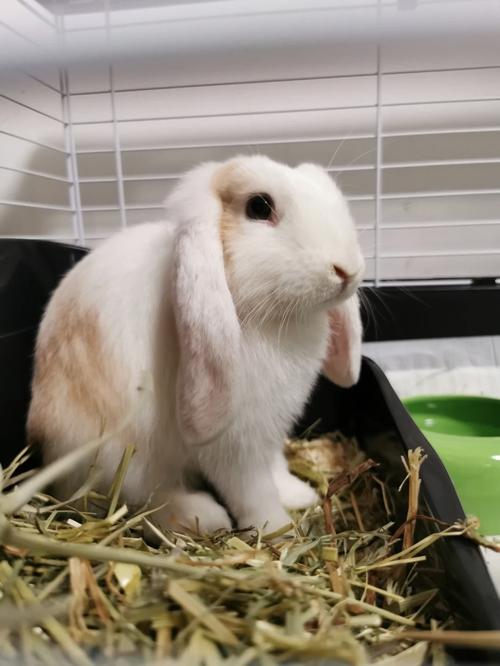 抖音上一只长耳朵兔子