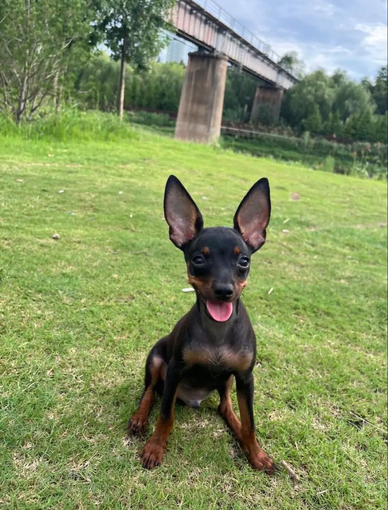 小鹿犬的配种视频直播