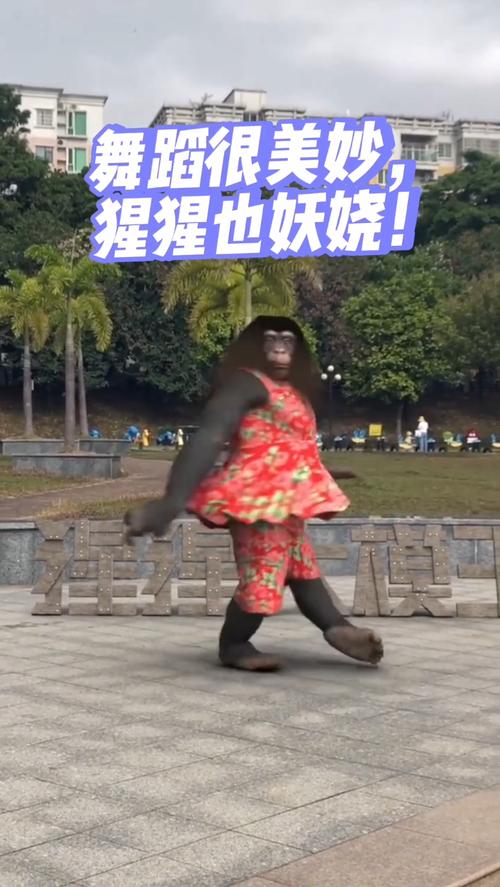 快手猴子跳舞图片大全