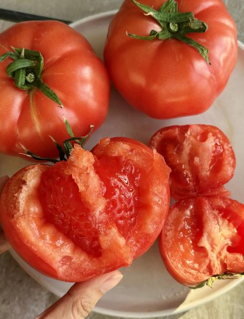 深圳西红柿快手叫什么