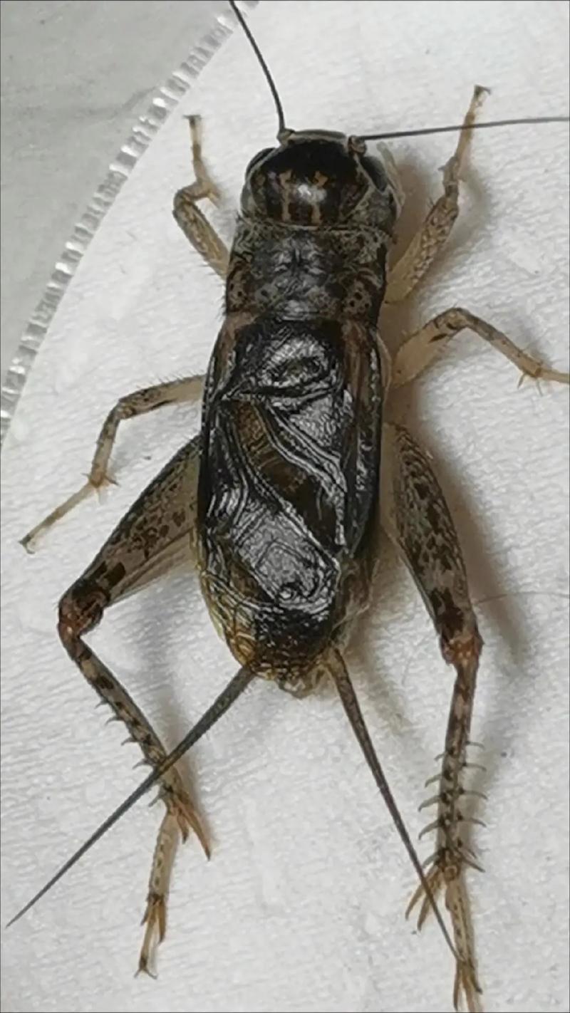 抖音里说的虎头青是啥