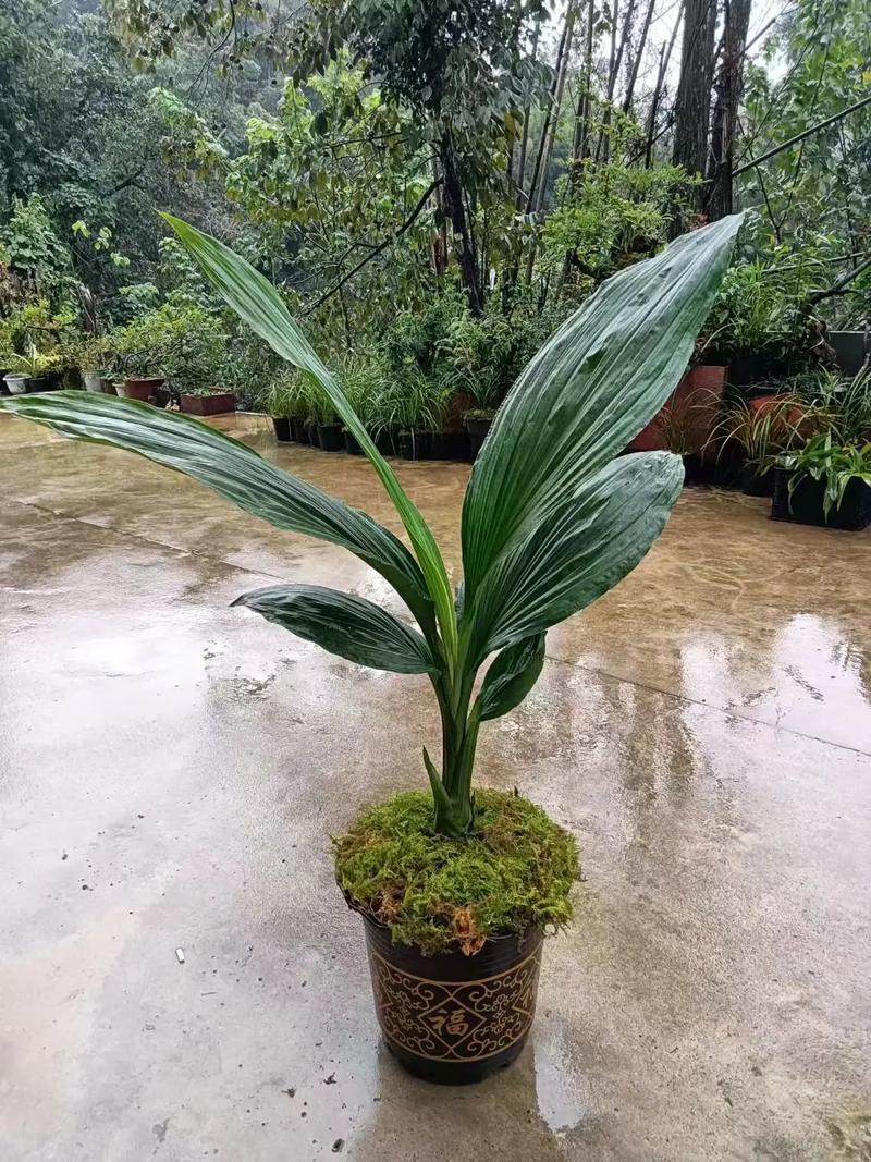 抖音里说的虎头青是啥