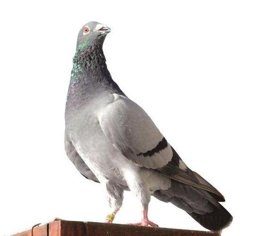 广汉信鸽协会赛事直播